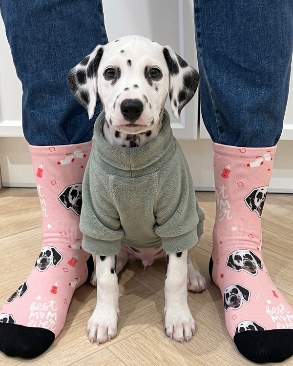 Pet Lovers 🐾